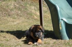 2016-04-30harleyvertclair007.jpg