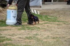 Nom du fichier=2016-05-01harleyfemelle019.jpg
Taille du fichier=218Ko
Dimensions : 1200x795
Ajouté le : 01 Mai 2016 2016-05-01harleyfemelle019.jpg