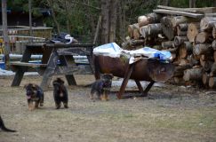 Nom du fichier=2016-05-01harleyfemelle036.jpg
Taille du fichier=222Ko
Dimensions : 1200x795
Ajouté le : 01 Mai 2016 2016-05-01harleyfemelle036.jpg