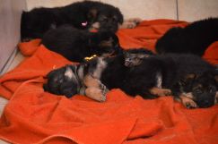 Nom du fichier=2019-03-03-chiotssoukibaru001.jpg
Taille du fichier=195Ko
Dimensions : 1500x994
Ajouté le : 04 Mars 2019 2019-03-03-chiotssoukibaru001.jpg