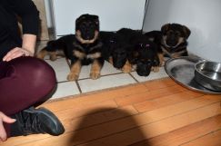 Nom du fichier=28_avril18lucky010.jpg
Taille du fichier=203Ko
Dimensions : 1500x994
Ajouté le : 29 Avril 2018 28_avril18lucky010.jpg