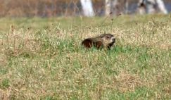 Nom du fichier=MARMOTTE.jpg
Taille du fichier=159Ko
Dimensions : 1132x664
Ajouté le : 17 Juin 2013 MARMOTTE.jpg