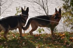 bergerallemand-01-nov2011017.jpg