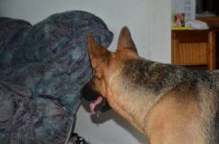 bergerallemand-01-nov2011023.jpg