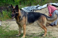 Nom du fichier=bergerallemand-05-juin2012016.jpg
Taille du fichier=271Ko
Dimensions : 1200x795
Ajouté le : 05 Juin 2012 bergerallemand-05-juin2012016.jpg