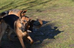 bergerallemand-06-nov2011025.jpg