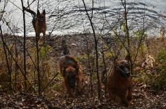 bergerallemand-08-nov2011009.jpg