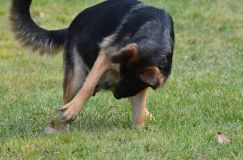 bergerallemand-08-nov2011030.jpg