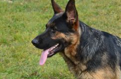 bergerallemand-08-nov2011035.jpg