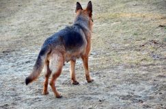 Nom du fichier=bergerallemand-2012-mars-20022.jpg
Taille du fichier=287Ko
Dimensions : 1200x795
Ajouté le : 20 Mars 2012 bergerallemand-2012-mars-20022.jpg