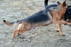 Nom du fichier=bergerallemand-2012-mars-20024.jpg
Taille du fichier=237Ko
Dimensions : 1200x795
Ajouté le : 20 Mars 2012 bergerallemand-2012-mars-20024.jpg