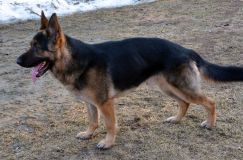 Nom du fichier=bergerallemand-2012-mars-20029.jpg
Taille du fichier=303Ko
Dimensions : 1200x795
Ajouté le : 20 Mars 2012 bergerallemand-2012-mars-20029.jpg
