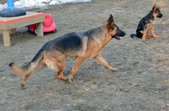 Nom du fichier=bergerallemand-2012-mars-20036.jpg
Taille du fichier=223Ko
Dimensions : 1200x795
Ajouté le : 20 Mars 2012 bergerallemand-2012-mars-20036.jpg
