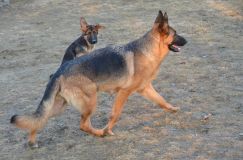 Nom du fichier=bergerallemand-2012-mars-20038.jpg
Taille du fichier=212Ko
Dimensions : 1200x795
Ajouté le : 20 Mars 2012 bergerallemand-2012-mars-20038.jpg