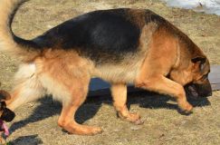 Nom du fichier=bergerallemand-2012-mars-21020.jpg
Taille du fichier=269Ko
Dimensions : 1200x795
Ajouté le : 21 Mars 2012 bergerallemand-2012-mars-21020.jpg