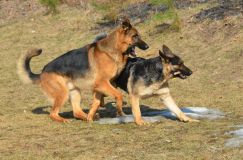 Nom du fichier=bergerallemand-2012-mars-21026.jpg
Taille du fichier=259Ko
Dimensions : 1200x795
Ajouté le : 21 Mars 2012 bergerallemand-2012-mars-21026.jpg