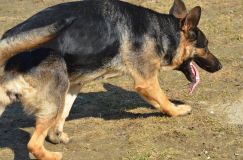 Nom du fichier=bergerallemand-2012-mars-21033.jpg
Taille du fichier=283Ko
Dimensions : 1200x795
Ajouté le : 21 Mars 2012 bergerallemand-2012-mars-21033.jpg