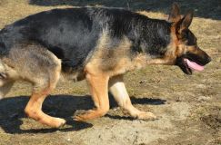 Nom du fichier=bergerallemand-2012-mars-21034.jpg
Taille du fichier=289Ko
Dimensions : 1200x795
Ajouté le : 21 Mars 2012 bergerallemand-2012-mars-21034.jpg