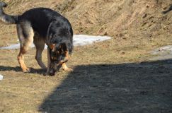 Nom du fichier=bergerallemand-2012-mars-21035.jpg
Taille du fichier=227Ko
Dimensions : 1200x795
Ajouté le : 21 Mars 2012 bergerallemand-2012-mars-21035.jpg