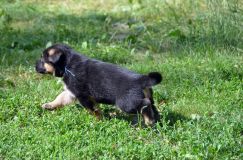 bergerallemand-29-juin2012029.jpg
