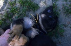 bergerallemand-29-juin2012039.jpg