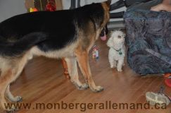 Nom du fichier=bergerallemand-sept-15018.jpg
Taille du fichier=155Ko
Dimensions : 1200x795
Ajouté le : 28 Septembre 2011 bergerallemand-sept-15018.jpg