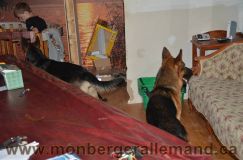 Nom du fichier=bergerallemand-sept-15020.jpg
Taille du fichier=143Ko
Dimensions : 1200x795
Ajouté le : 28 Septembre 2011 bergerallemand-sept-15020.jpg