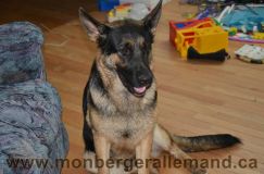 Nom du fichier=bergerallemand-sept-15021.jpg
Taille du fichier=163Ko
Dimensions : 1200x795
Ajouté le : 28 Septembre 2011 bergerallemand-sept-15021.jpg