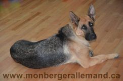 Nom du fichier=bergerallemand-sept-15023.jpg
Taille du fichier=144Ko
Dimensions : 1200x795
Ajouté le : 28 Septembre 2011 bergerallemand-sept-15023.jpg