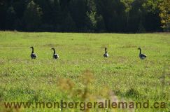 Nom du fichier=bergerallemand-sept-15026.jpg
Taille du fichier=231Ko
Dimensions : 1200x795
Ajouté le : 28 Septembre 2011 bergerallemand-sept-15026.jpg