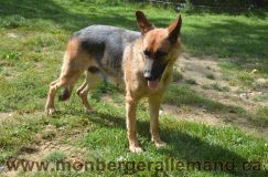 Nom du fichier=bergerallemand-sept-15030.jpg
Taille du fichier=323Ko
Dimensions : 1200x795
Ajouté le : 28 Septembre 2011 bergerallemand-sept-15030.jpg
