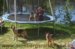 Nom du fichier=bergerallemand-sept-15032.jpg
Taille du fichier=263Ko
Dimensions : 1200x795
Ajouté le : 28 Septembre 2011 bergerallemand-sept-15032.jpg