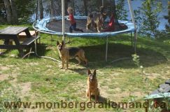 Nom du fichier=bergerallemand-sept-15033.jpg
Taille du fichier=307Ko
Dimensions : 1200x795
Ajouté le : 28 Septembre 2011 bergerallemand-sept-15033.jpg