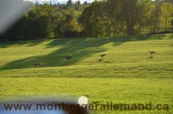 Nom du fichier=bergerallemand-sept-15035.jpg
Taille du fichier=210Ko
Dimensions : 1200x795
Ajouté le : 28 Septembre 2011 bergerallemand-sept-15035.jpg