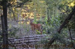Nom du fichier=bergerallemand-sept-15036.jpg
Taille du fichier=220Ko
Dimensions : 1200x795
Ajouté le : 28 Septembre 2011 bergerallemand-sept-15036.jpg