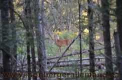 Nom du fichier=bergerallemand-sept-15037.jpg
Taille du fichier=180Ko
Dimensions : 1200x795
Ajouté le : 28 Septembre 2011 bergerallemand-sept-15037.jpg