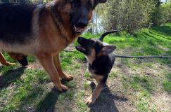 Nom du fichier=bergerallemand13mai2012011.jpg
Taille du fichier=299Ko
Dimensions : 1200x795
Ajouté le : 13 Mai 2012 bergerallemand13mai2012011.jpg