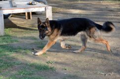bergerallemand13mai2012038.jpg