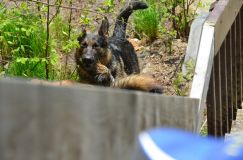 Nom du fichier=bergerallemand17mai2012005.jpg
Taille du fichier=194Ko
Dimensions : 1200x795
Ajouté le : 17 Mai 2012 bergerallemand17mai2012005.jpg