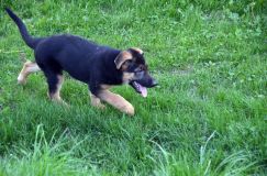 Nom du fichier=bergerallemand21mai2012018.jpg
Taille du fichier=301Ko
Dimensions : 1200x795
Ajouté le : 21 Mai 2012 bergerallemand21mai2012018.jpg