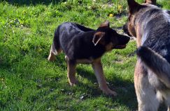 Nom du fichier=bergerallemand21mai2012022.jpg
Taille du fichier=312Ko
Dimensions : 1200x795
Ajouté le : 21 Mai 2012 bergerallemand21mai2012022.jpg