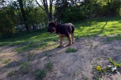 bergerallemand21mai2012036.jpg