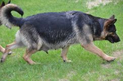 bergerallemand24mai2012029.jpg