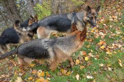 bergerallemand24oct11033.jpg