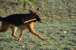 Nom du fichier=bergerallemand29oct-2-11017.jpg
Taille du fichier=171Ko
Dimensions : 1200x795
Ajouté le : 29 Octobre 2011 bergerallemand29oct-2-11017.jpg