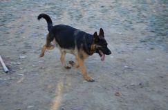bergerallemand29oct-2-11072.jpg
