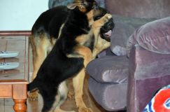 Nom du fichier=chien-mai2012-05009.jpg
Taille du fichier=150Ko
Dimensions : 1200x795
Ajouté le : 04 Mai 2012 chien-mai2012-05009.jpg