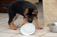 Nom du fichier=chien-mai2012-05013.jpg
Taille du fichier=132Ko
Dimensions : 1200x795
Ajouté le : 04 Mai 2012 chien-mai2012-05013.jpg