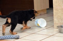 Nom du fichier=chien-mai2012-05014.jpg
Taille du fichier=138Ko
Dimensions : 1200x795
Ajouté le : 04 Mai 2012 chien-mai2012-05014.jpg