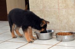 Nom du fichier=chien-mai2012-05015.jpg
Taille du fichier=149Ko
Dimensions : 1200x795
Ajouté le : 04 Mai 2012 chien-mai2012-05015.jpg